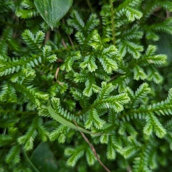 Selaginella kraussiana Blatt