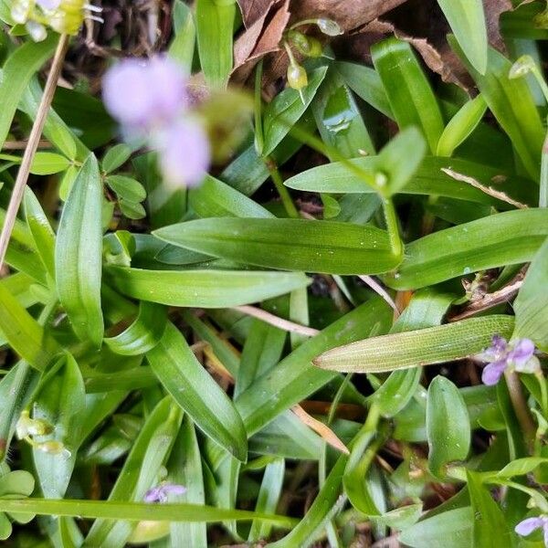 Murdannia nudiflora 葉