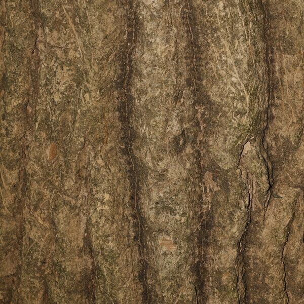 Gyrocarpus jatrophifolius 樹皮