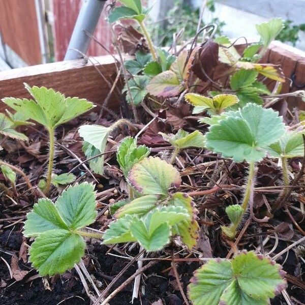 Fragaria moschata Leaf