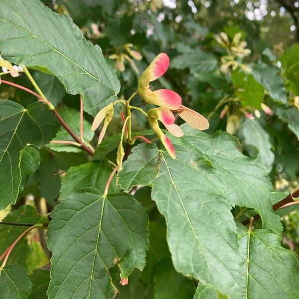 Acer tataricum Fruitua