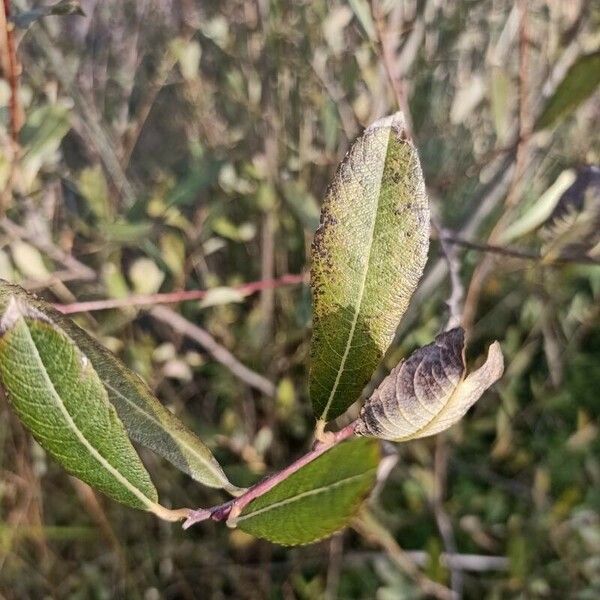 Salix cinerea Листок