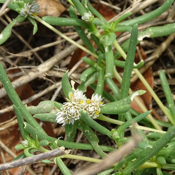 Gomphrena vermicularis Flor