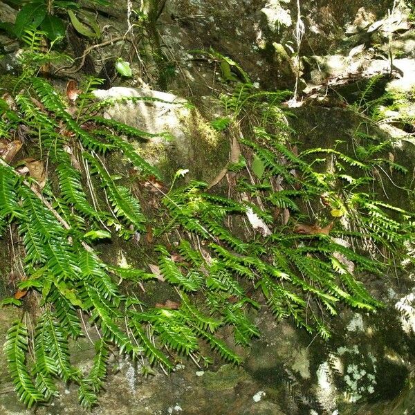 Appendicula reflexa Habit