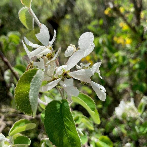 Amelanchier ovalis Virág