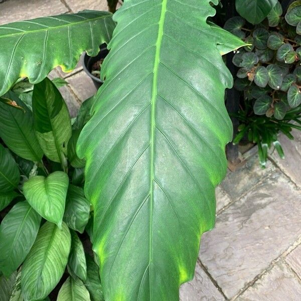 Alocasia lauterbachiana برگ