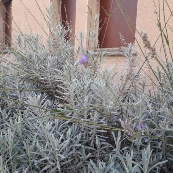 Lavandula angustifolia Lapas