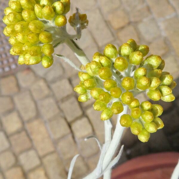 Jacobaea maritima Fleur