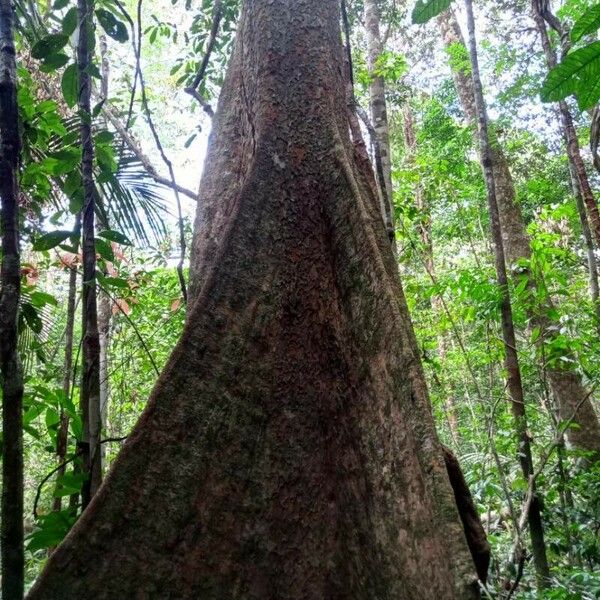 Pradosia cochlearia Escorça