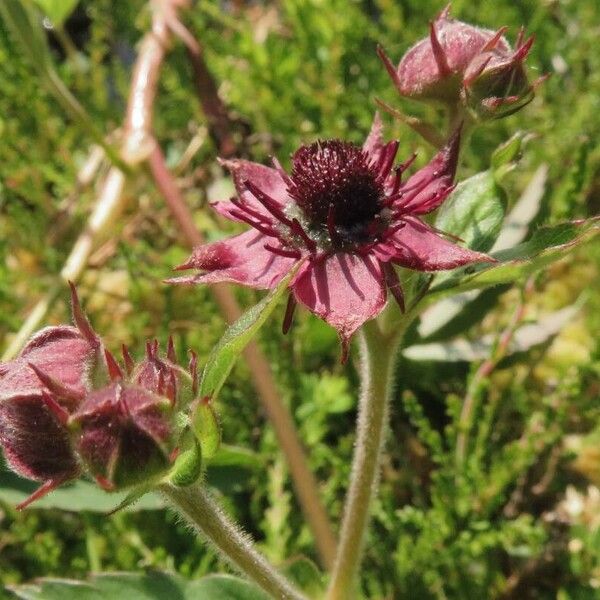 Comarum palustre Blüte