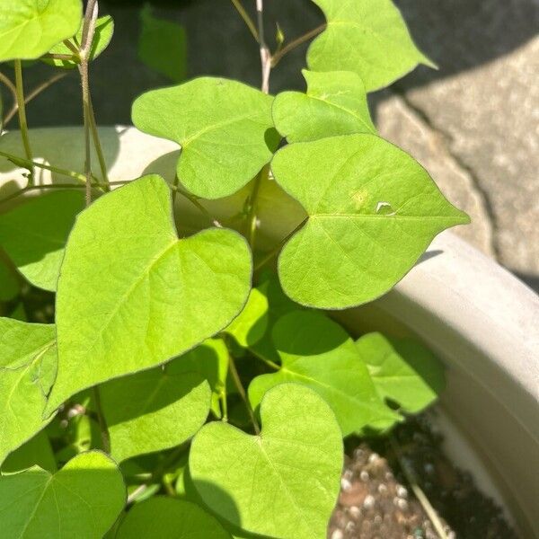 Ipomoea lacunosa List