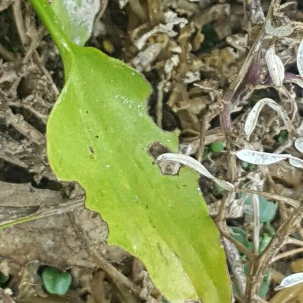 Ranunculus ophioglossifolius 葉