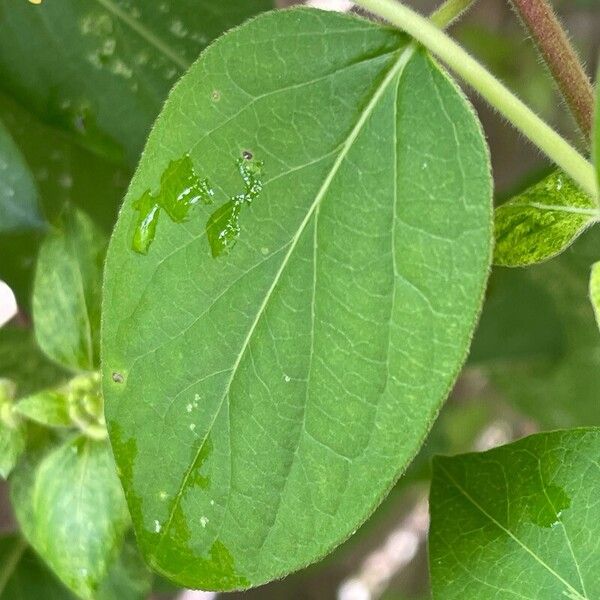 Lonicera japonica পাতা