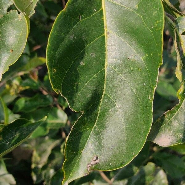 Bridelia micrantha Leaf