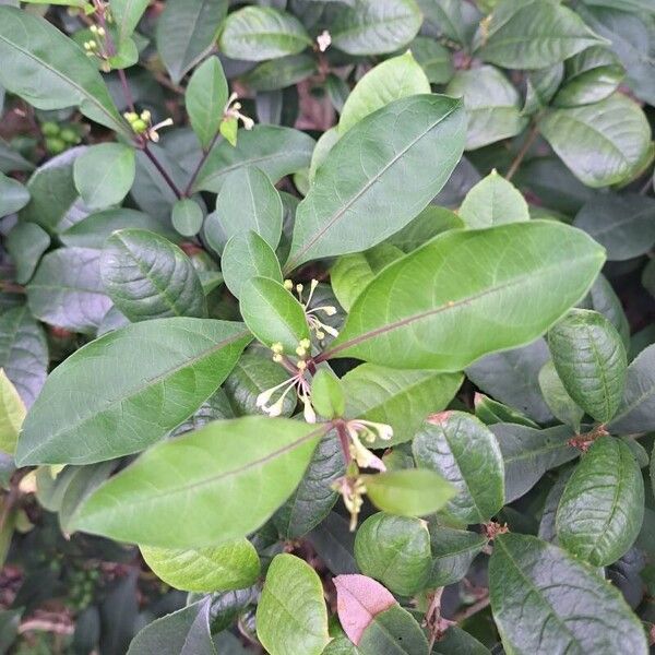 Osmanthus fragrans Flower