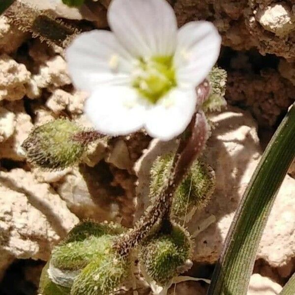 Cerastium dichotomum Floare