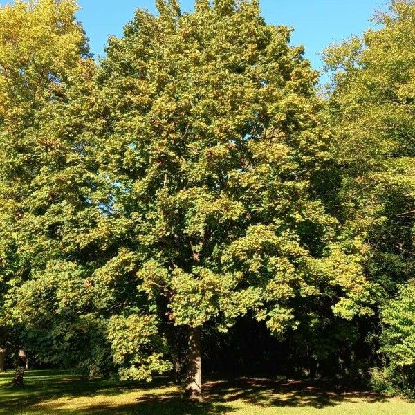 Acer platanoides Агульны выгляд