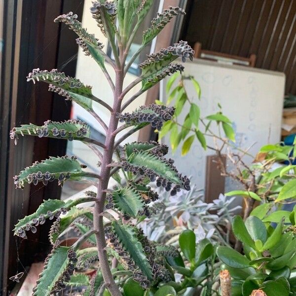 Kalanchoe daigremontiana Foglia