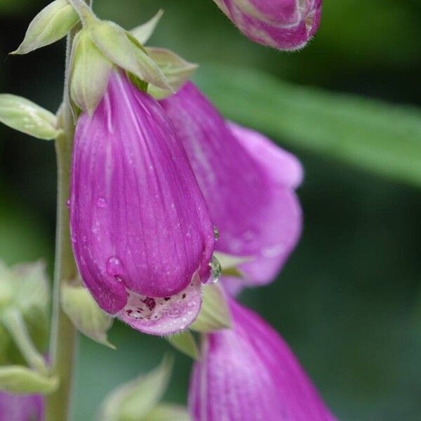 Digitalis purpurea Іншае