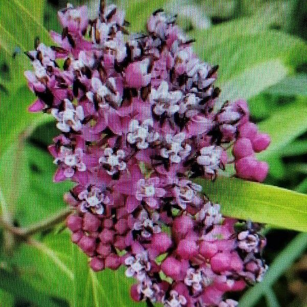 Asclepias incarnata Blomst