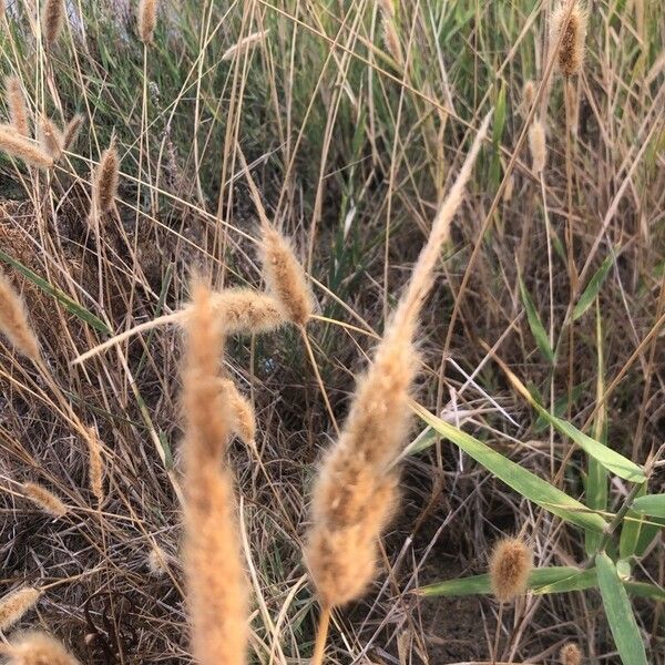 Polypogon maritimus 花