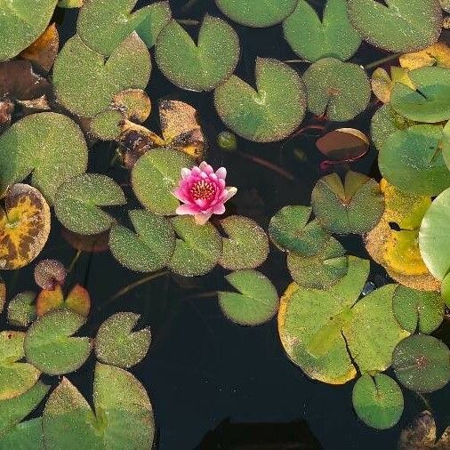 Nymphaea candida Άλλα