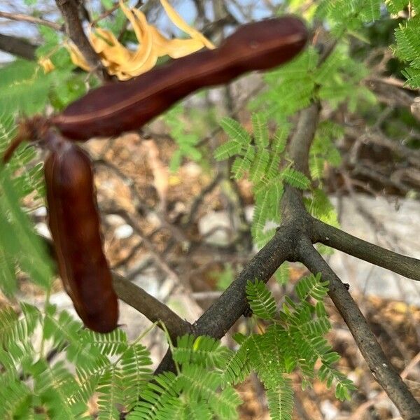 Vachellia farnesiana Fruit