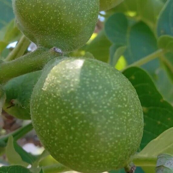 Juglans regia ফল