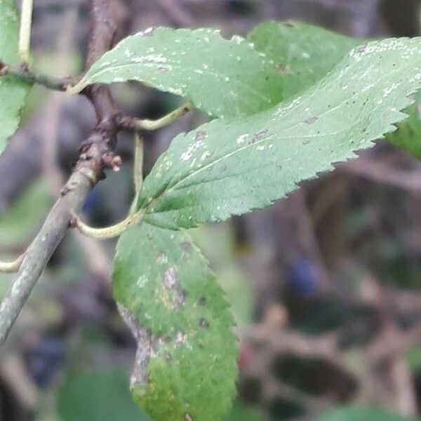 Prunus spinosa Folla