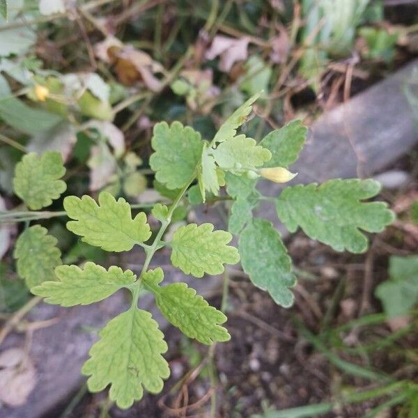 Chelidonium majus Blad