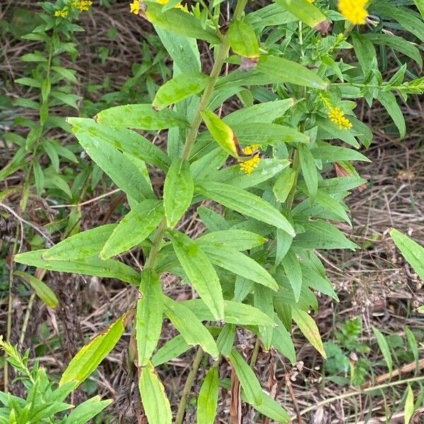 Solidago rugosa ᱥᱟᱠᱟᱢ