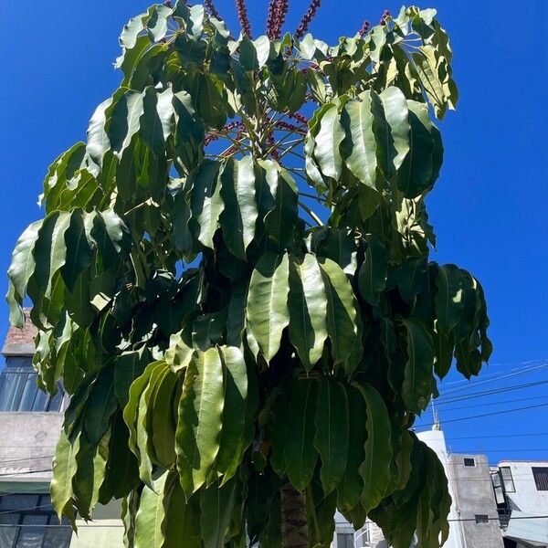 Schefflera actinophylla Lehti