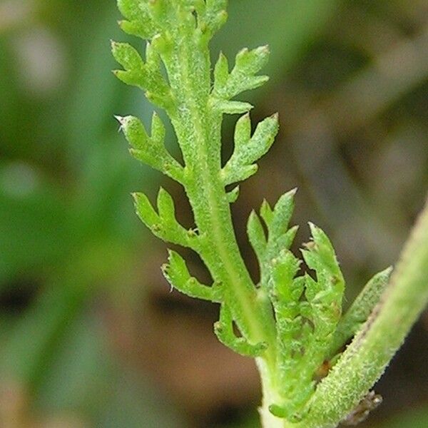 Achillea atrata その他の提案