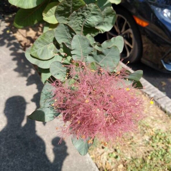 Cotinus coggygria Virág