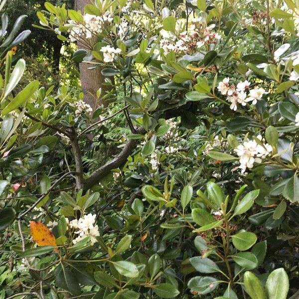 Rhaphiolepis umbellata Blatt