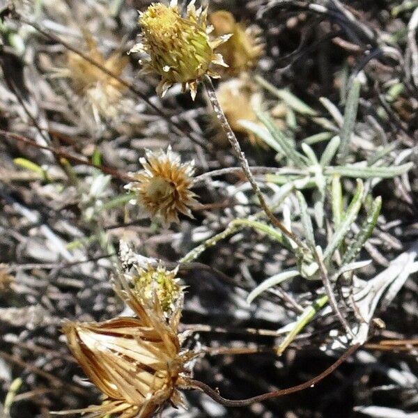 Phagnalon saxatile ফুল