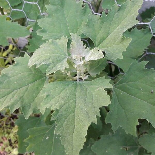 Chenopodium album 葉