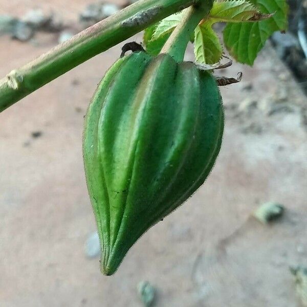 Abelmoschus esculentus Fruit