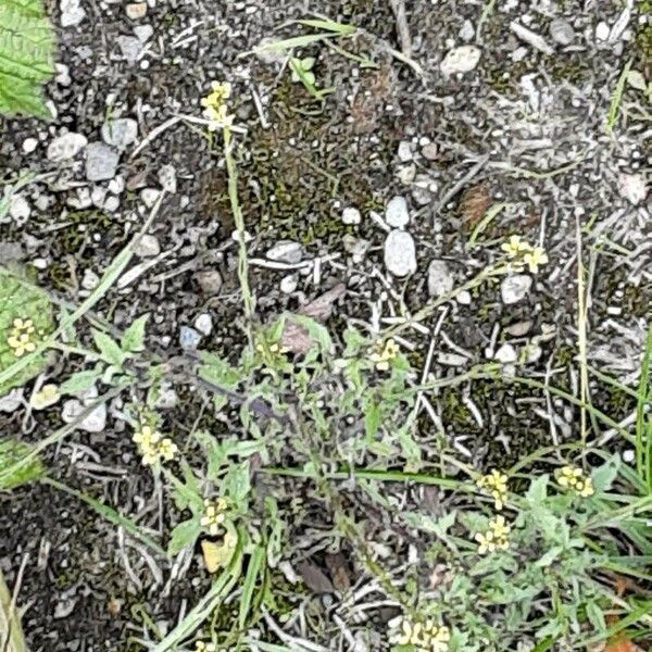 Sisymbrium officinale Blomst