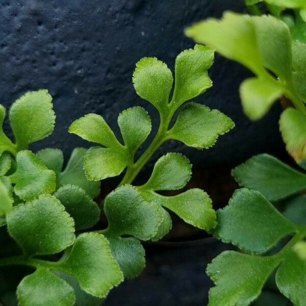 Asplenium ruta-muraria Liść