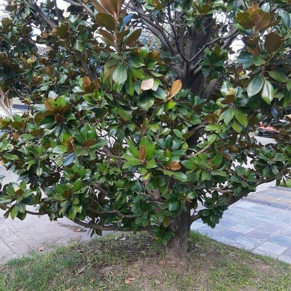 Ficus velutina Лист