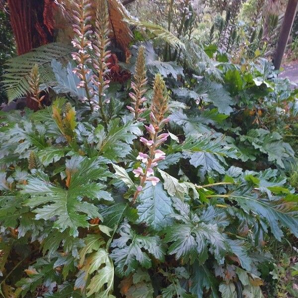 Acanthus spinosus Habit