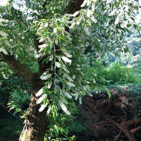 Prunus serotina Flower