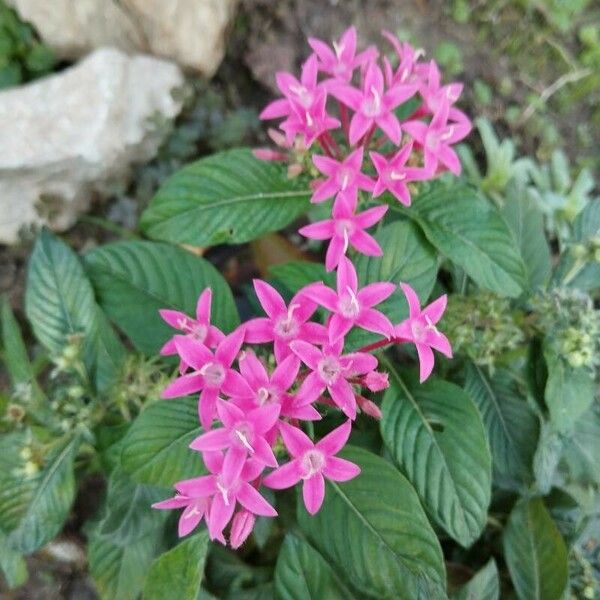 Pentas lanceolata Blomst