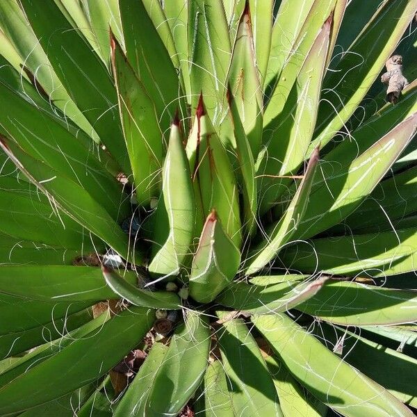 Agave filifera Leaf