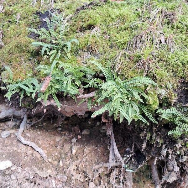 Asplenium trichomanes Elinympäristö