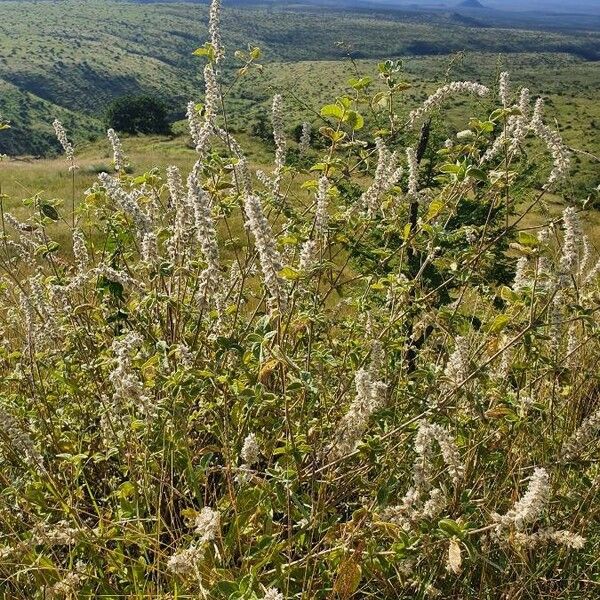 Sericocomopsis hildebrandtii Blomma