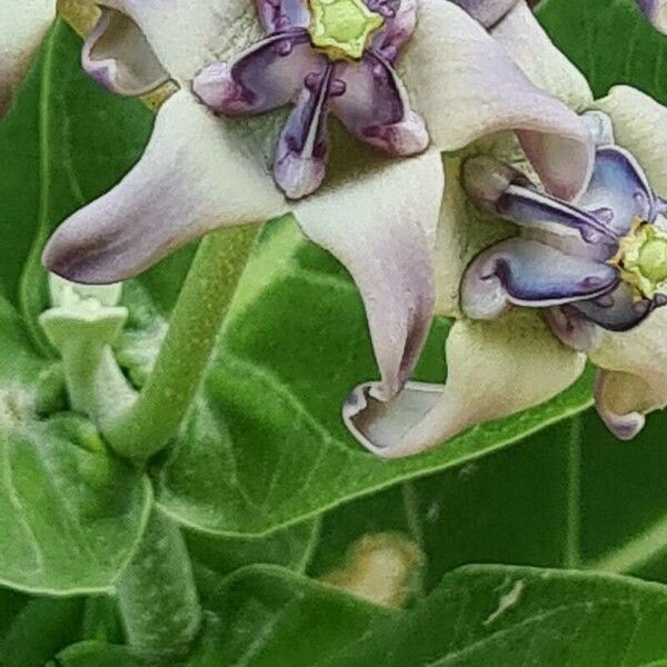 Calotropis gigantea Květ