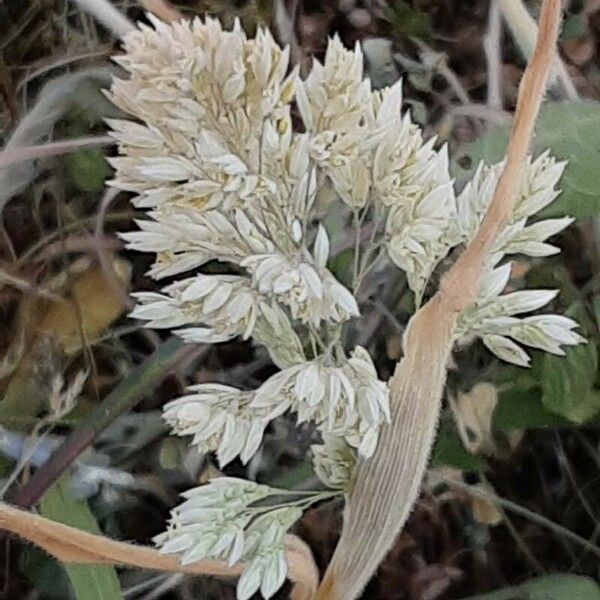 Holcus lanatus ফুল