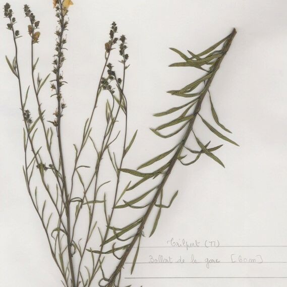Linaria × sepium Natur